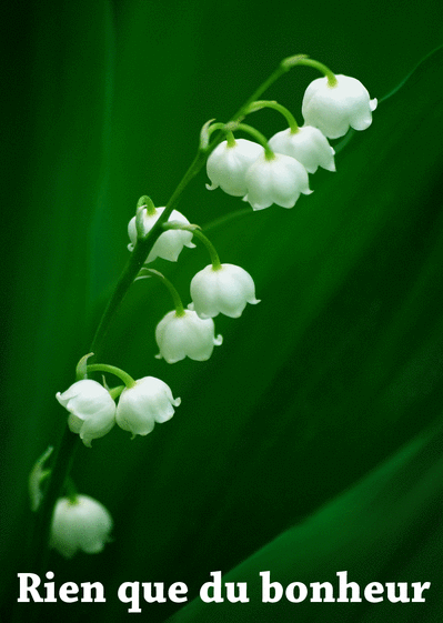 Carte Du Muguet Dans La Nature : Envoyer une Carte 1er Mai 